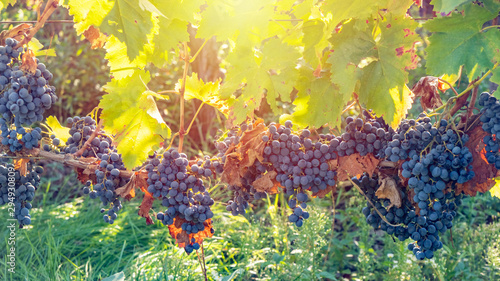 Ripe grapes of Saperavi in a vineyard before harvest, Kakheti, Georgia.