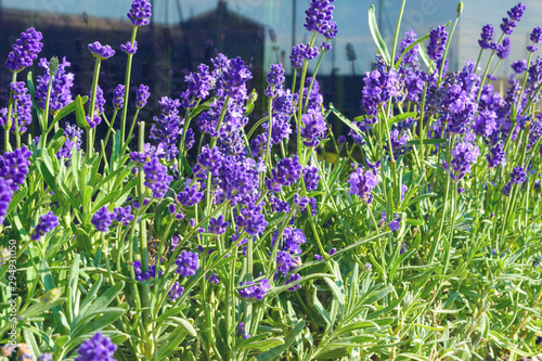 Fragrant lavender flowers. Lavender - a beautiful medicinal plant, spice.