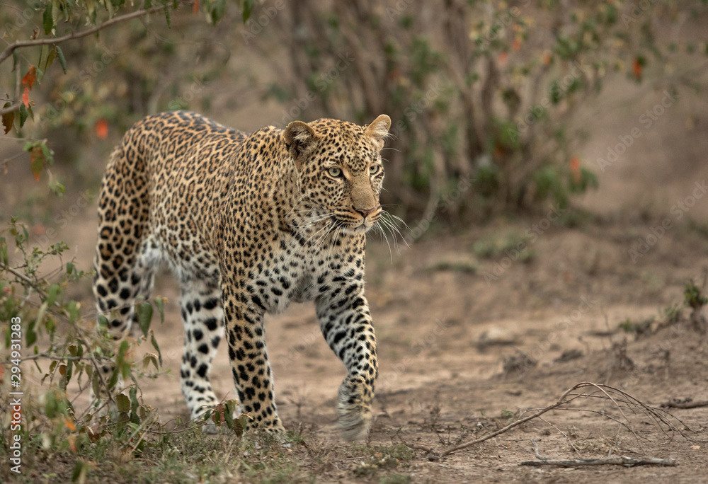 A leopard walking in its habitat at Masai Mara, Kenya. This is a low light photo A leopard walking in its habitat at Masai Mara, Kenya. This is a low light photo