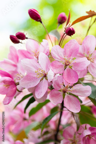 Close-up of apple tree blossoms  pink crab flowers with buds. apple orchard vertical background backdrop