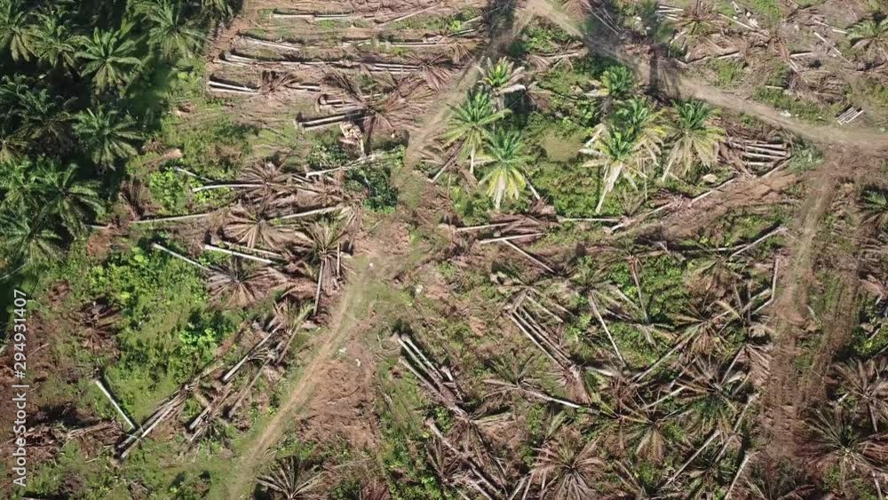 Aerial view land clearing oil palm trees by excavator Aerial view land clearing oil palm trees by excavator