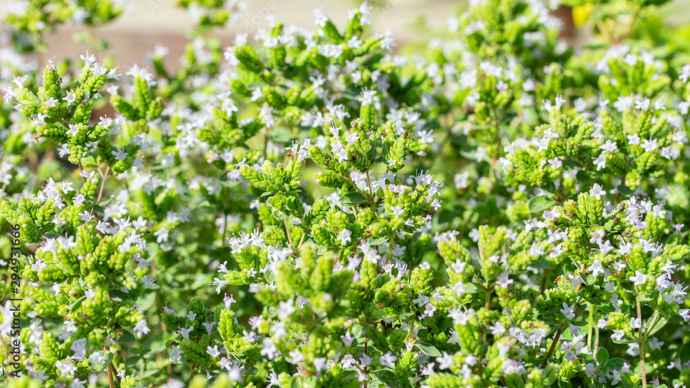 Fresh natural oregano blooming with lilac flowers, panoramic background. Aromatic herb, fragrant oregano plant