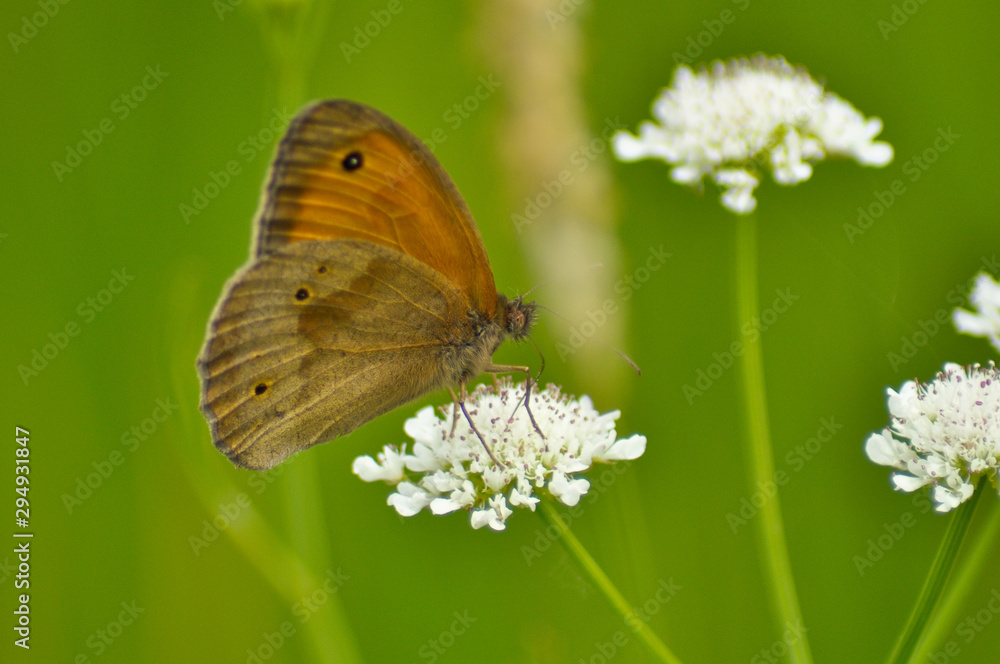 Small beautiful butterfly on a flower Small beautiful butterfly on a flower