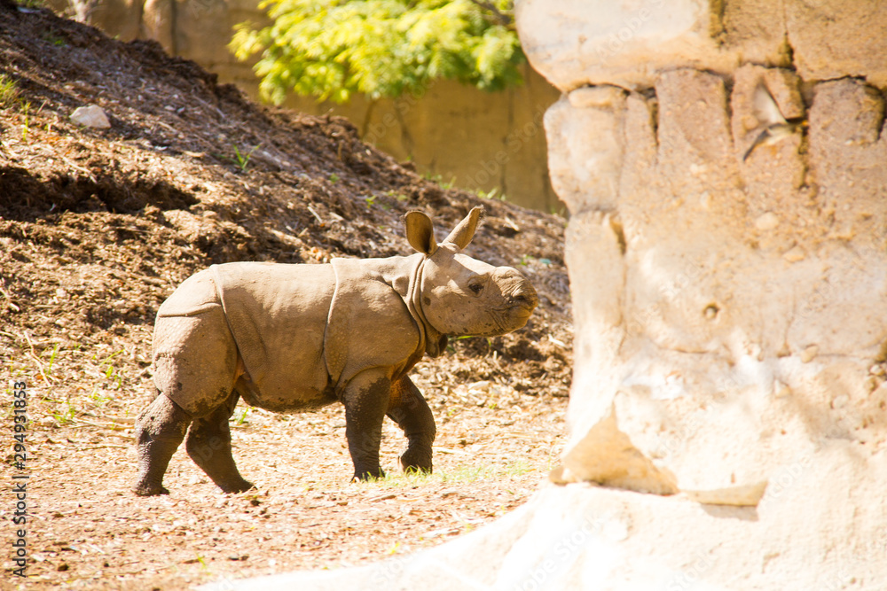 Fototapeta premium A baby indian rhinoceros, Rhinoceros unicornis, born in captivity at Terra Natura Zoo in Benidorm, Spain.