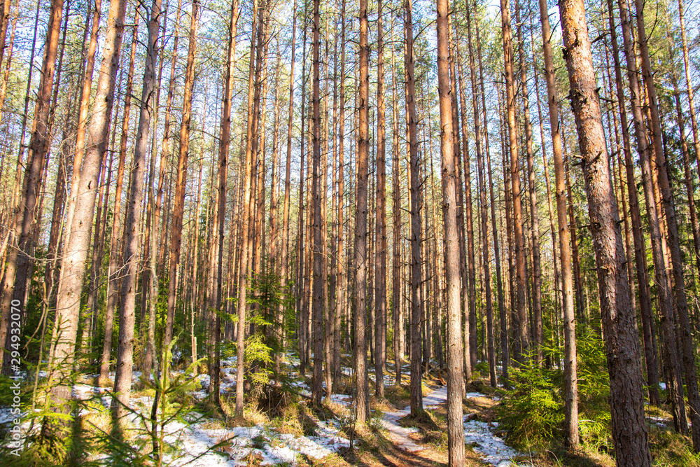 Pine tree forest in spring, Espoo, Finland Pine tree forest in spring, Espoo, Finland