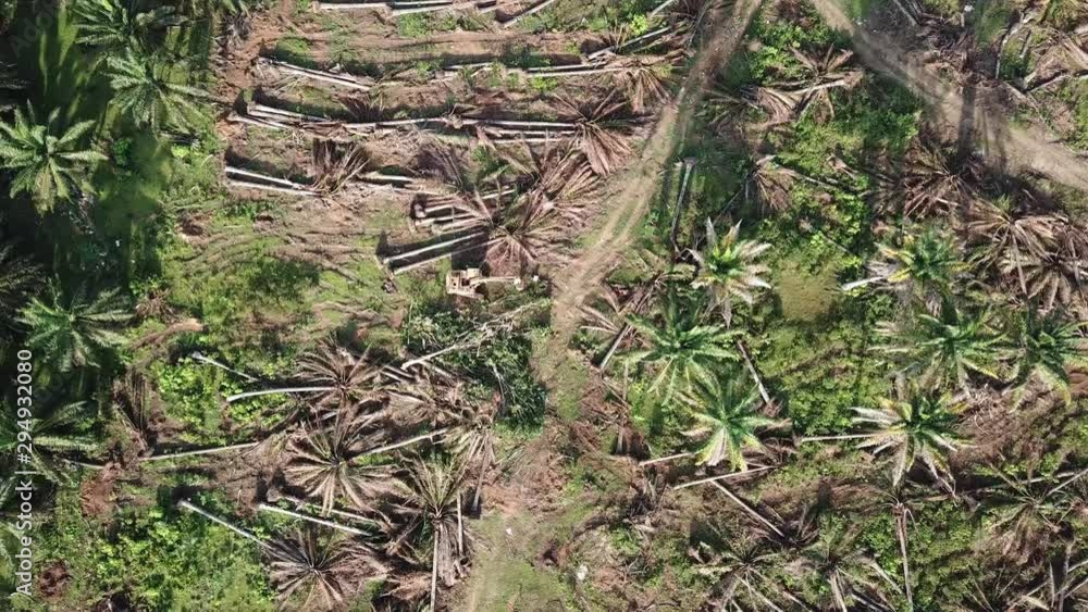 Excavator clear the land of oil palm at Malaysia, Southeast Asia. Excavator clear the land of oil palm at Malaysia, Southeast Asia.