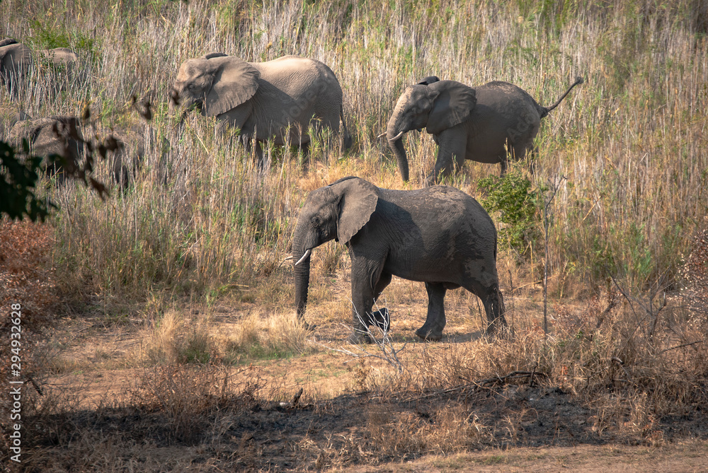 African Elephants (Loxodonta Africana) in South Africa