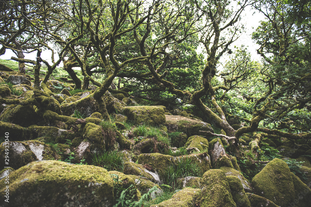 Wistmans Wood Forest in Dartmoor National Park Wistmans Wood Forest in Dartmoor National Park