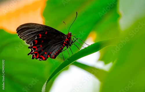 Closeup beautiful butterfly in a summer garden