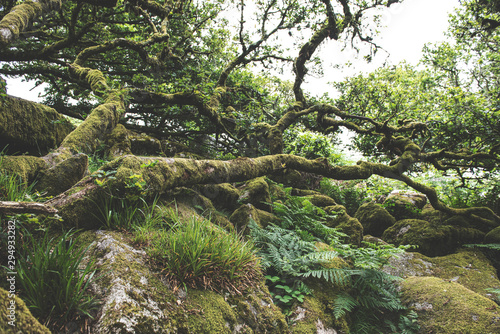 Wistmans Wood Forest in Dartmoor National Park