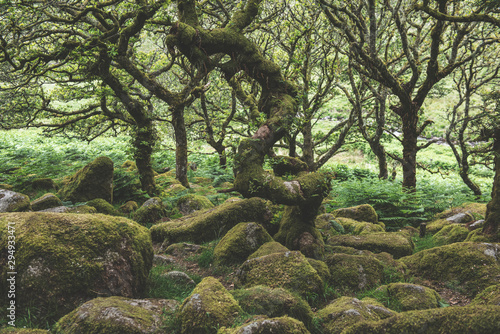Wistmans Wood Forest in Dartmoor National Park photo