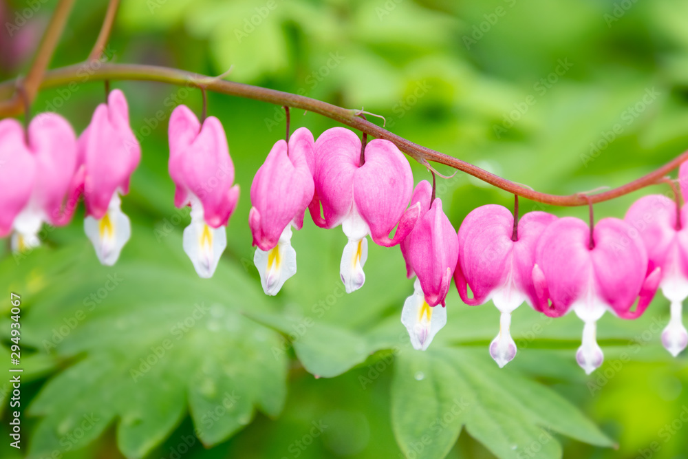 Beautiful Pink Bleeding Heart Flowers Beautiful Pink Bleeding Heart Flowers