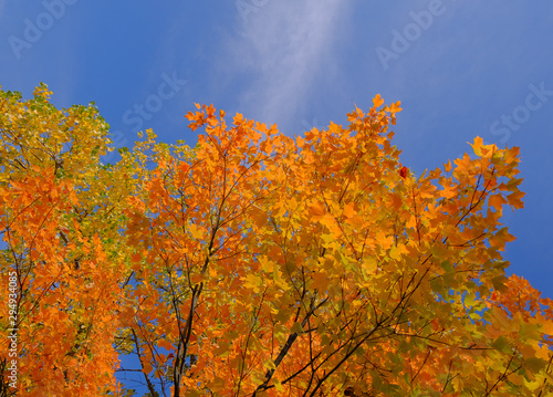 Fall colors - Vibrant Orange and yellow leaves on tree branches with blue sky in the background