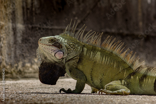 iguana on white background