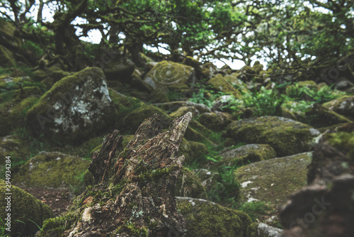 Wistmans Wood Forest in Dartmoor National Park photo