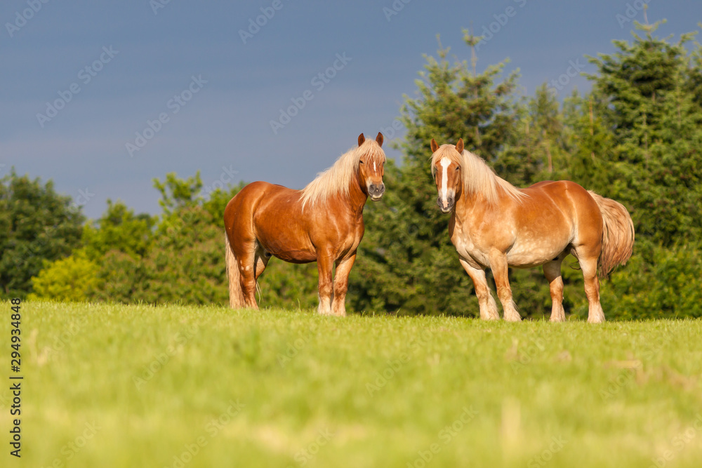 Fototapeta premium Pferd