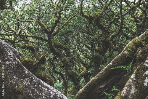 Wistmans Wood Forest in Dartmoor National Park photo