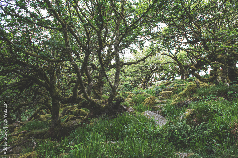 Wistmans Wood Forest in Dartmoor National Park Wistmans Wood Forest in Dartmoor National Park