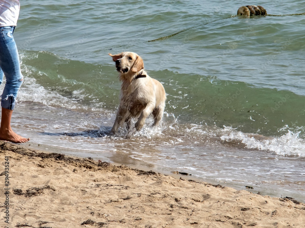 Labrador went ashore to the mistress after swimming in the sea