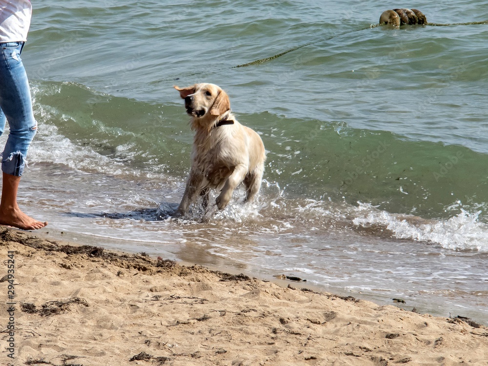 Labrador went ashore to the mistress after swimming in the sea Labrador went ashore to the mistress after swimming in the sea