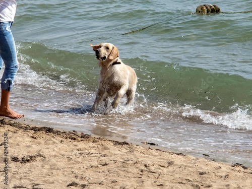 Labrador went ashore to the mistress after swimming in the sea