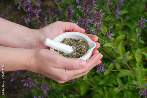 Woman holds in her hands a mortar of medicinal herbs Anise Hyssop or blue giant hyssop. Blossoming Agastache foeniculum flowers on background. photo