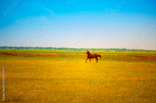 A HORSE IN THE FIELD © LENSRAD