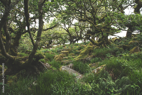 Wistmans Wood Forest in Dartmoor National Park