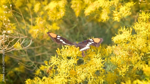 Butterfly on yellow flowers in yosemite nationalpark