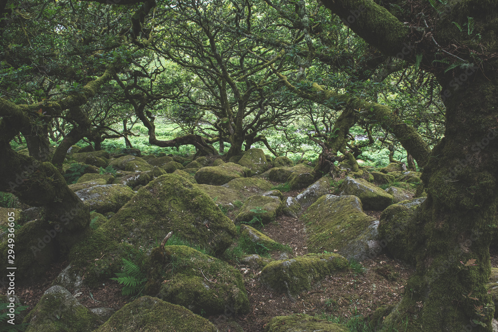 Fototapeta premium Wistmans Wood Forest in Dartmoor National Park