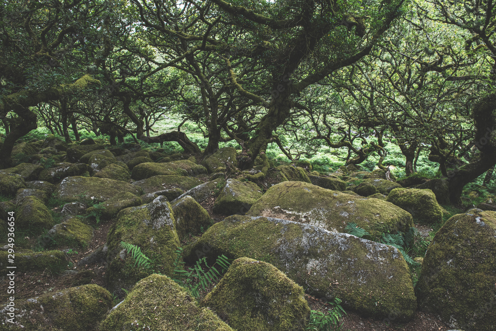 Wistmans Wood Forest in Dartmoor National Park Wistmans Wood Forest in Dartmoor National Park