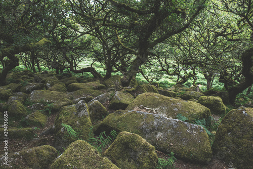 Wistmans Wood Forest in Dartmoor National Park © Henry Clayton