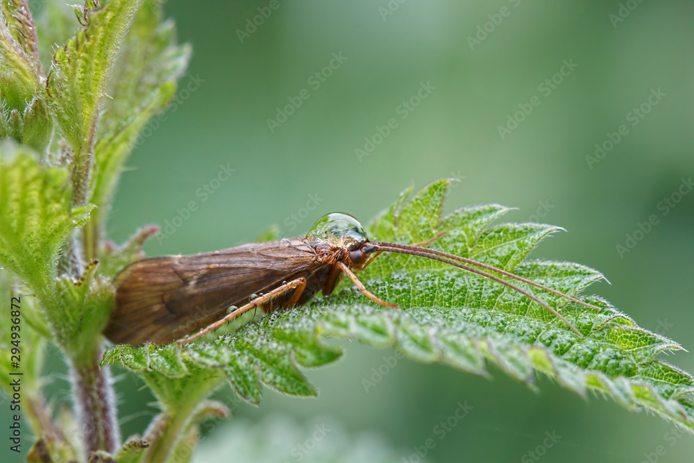 Obraz premium Fly on Nettle