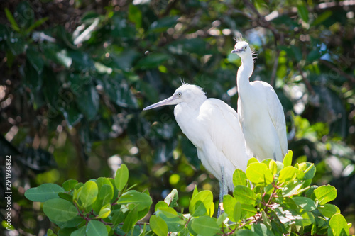 Two herons on a bank of Rio Negro, Jamaica