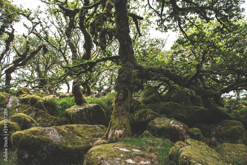 Wistmans Wood Forest in Dartmoor National Park