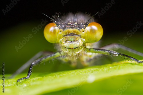 Face of a Red-eyed Damselfly
