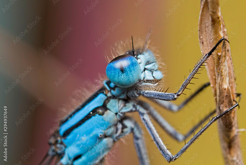 Fototapeta premium Common Blue Damselfly