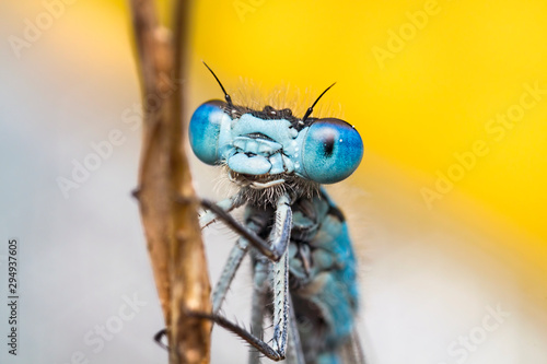 Common Blue Damselfly Portrait against yellow background