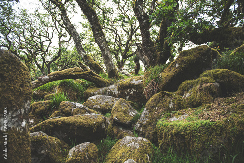 Wistmans Wood Forest in Dartmoor National Park