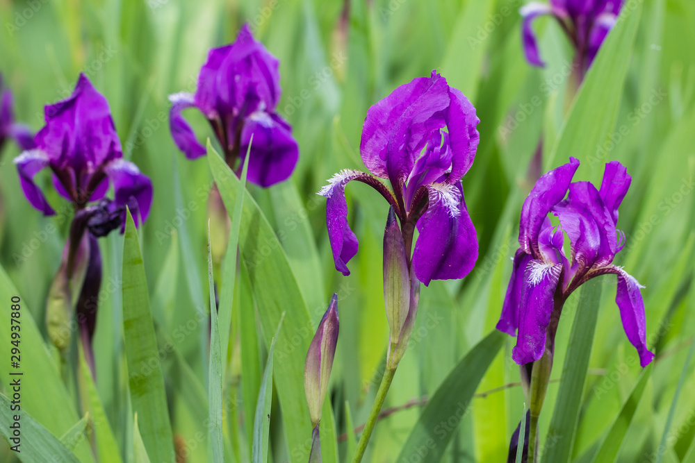 purple irises on a green background