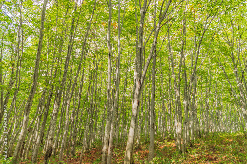 Towada Hachimantai National Park in early autumn Towada Hachimantai National Park in early autumn