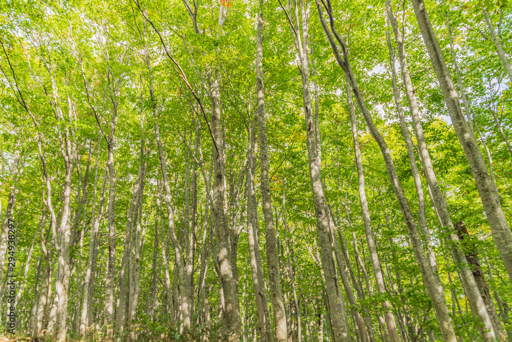 Towada Hachimantai National Park in early autumn Towada Hachimantai National Park in early autumn