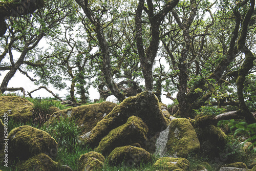 Wistmans Wood Forest in Dartmoor National Park photo