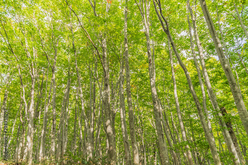 Towada Hachimantai National Park in early autumn