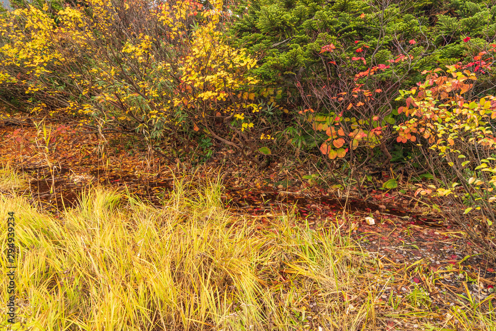 Towada Hachimantai National Park in early autumn Towada Hachimantai National Park in early autumn