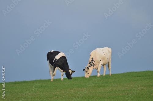 Schwarz-Bunte Milchrinder auf der Weide