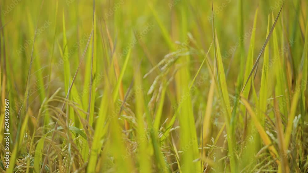 Rice that is abundant, blessing, beautiful rice, beautiful rice grains that are standard Rice that is abundant, blessing, beautiful rice, beautiful rice grains that are standard
