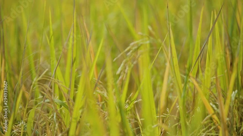 Rice that is abundant, blessing, beautiful rice, beautiful rice grains that are standard
