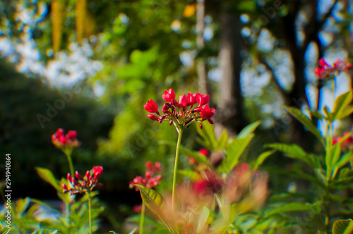 Flowers at the garden and parks © Khairulanwar