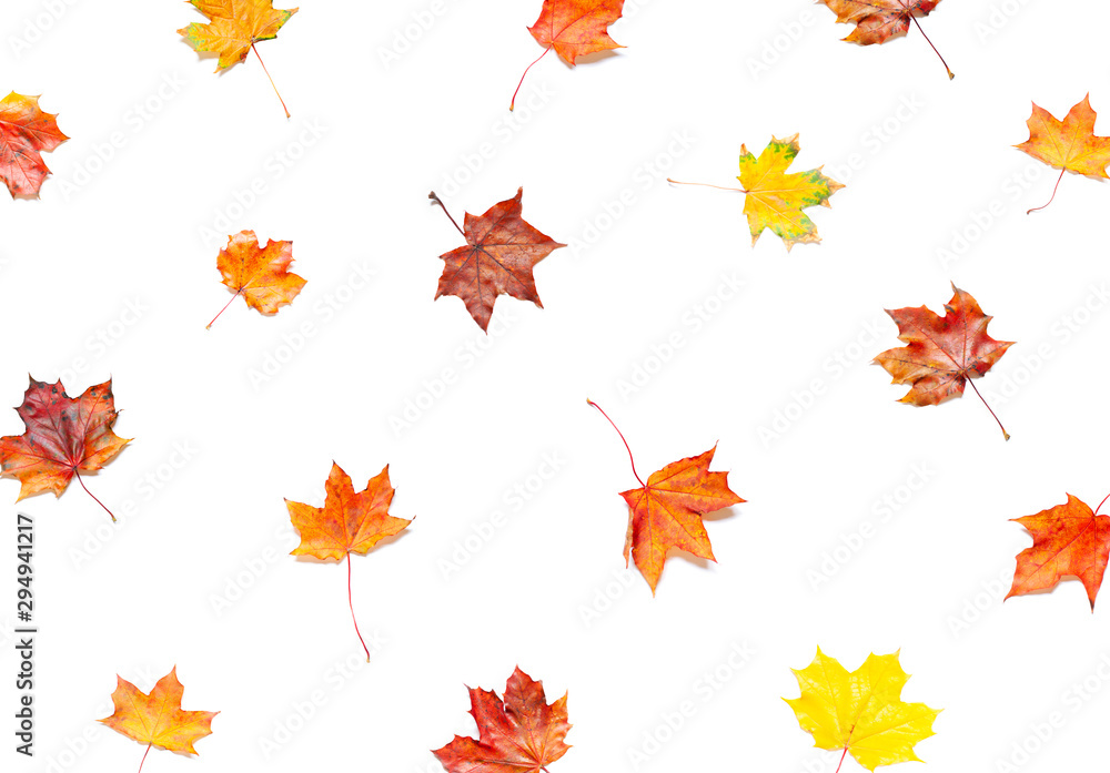 Colorful Autumn leaves concept pattern  on the white background. Top view. 